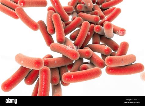 Image result for Pseudomonas Colonies On Mac Conkey