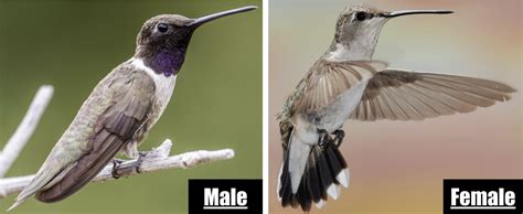 Résultat d’images pour Hummingbird Sipper Pattern