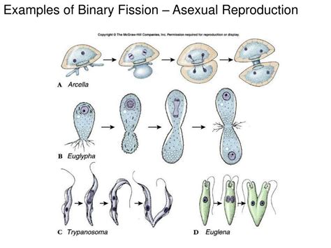 Image result for Binary Fission Reproduction