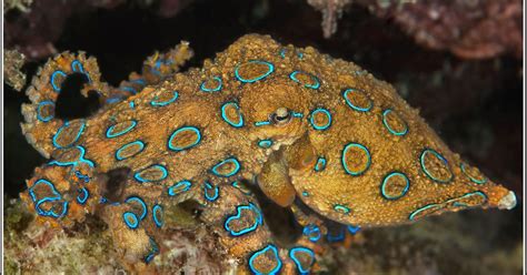 Image result for Blue Ring Octopus