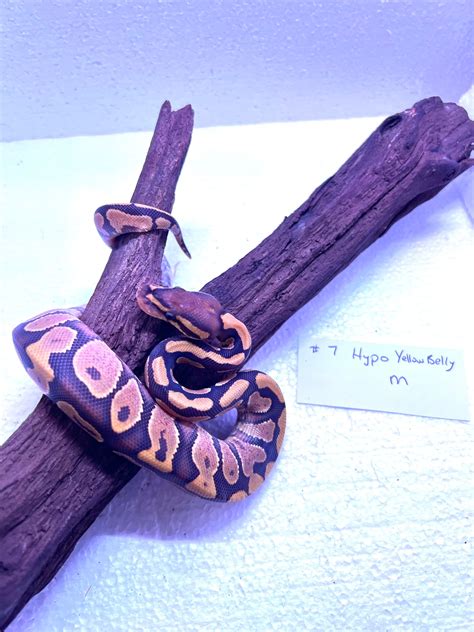 Image result for YB Ball Python