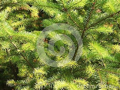 Bildergebnis für Naaldboom Types