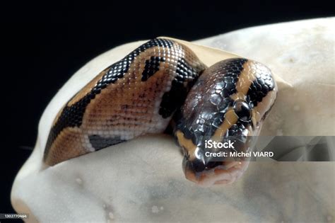 Royal Python Chin に対する画像結果