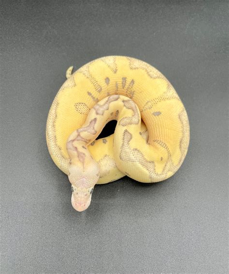 Image result for Super Fire Axanthic Ball Python