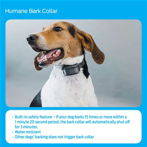 Image result for How to Use a Bark Collar for Dogs