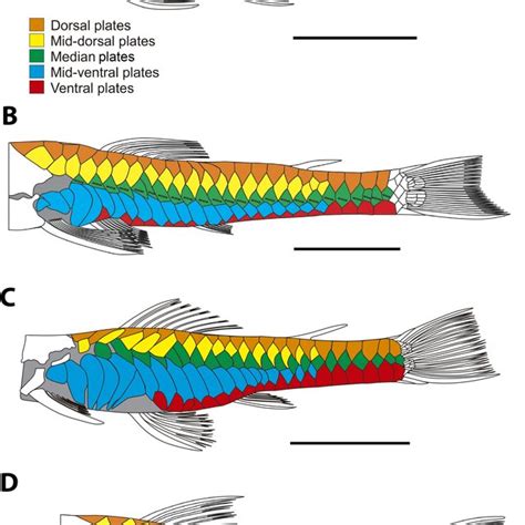 Toradh íomhá ar Dermal Plates