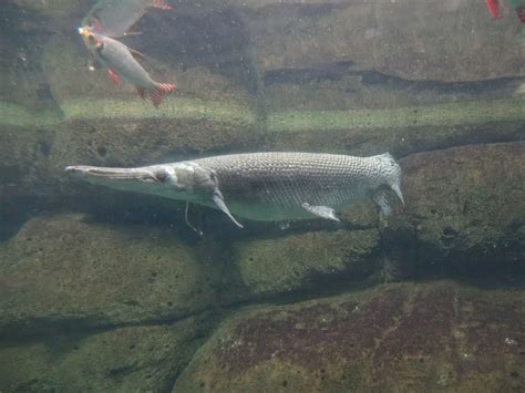 Résultat d’images pour Alligator Gar Native Range