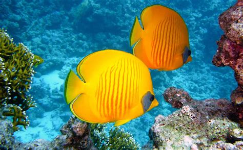 Image result for Fish Nemo Emo