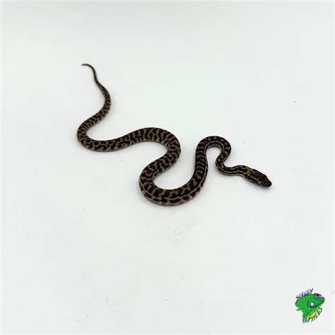 Image result for Stimson's Python