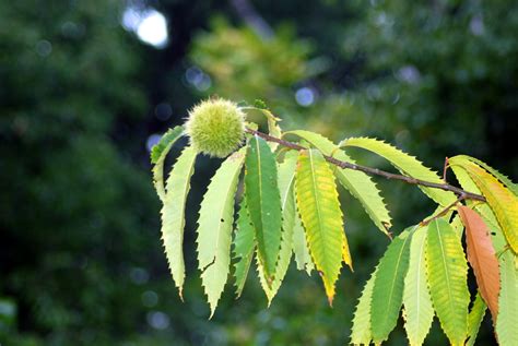 American Chestnut Tree Growth Range に対する画像結果
