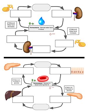 Endocrine Negative Feedback Loop に対する画像結果