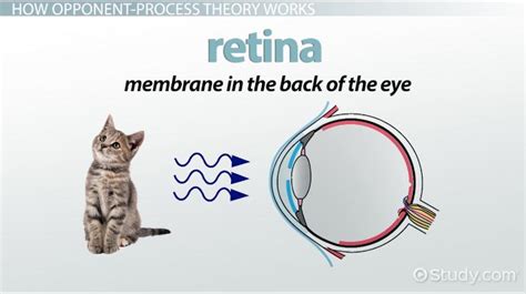 Image result for Opponent Process System