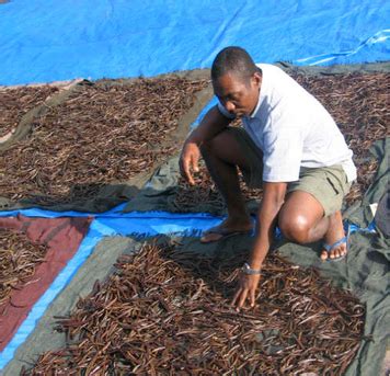 Harvesting Vanilla Bean - The Mistress of Spices, SINGAPORE, Malaysia ...