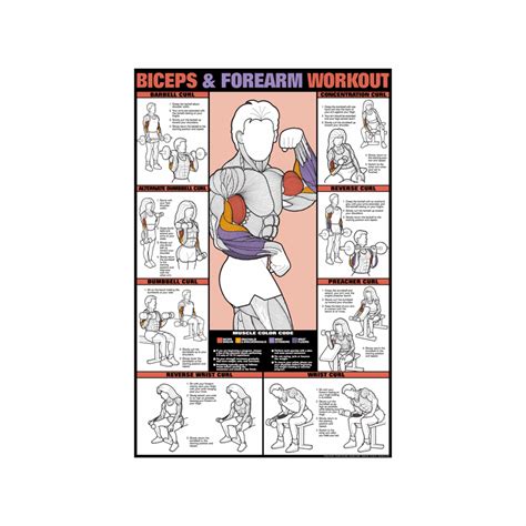 Image result for Bicep Workout Chart