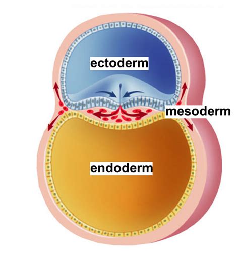 Image result for Mesoderm Diagram