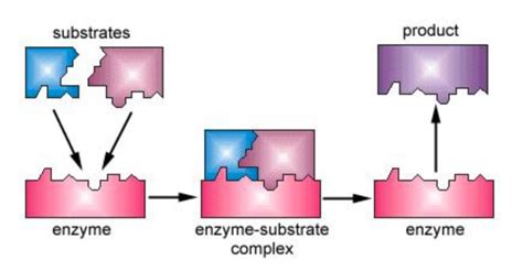 Image result for Enzyme-Substrate Complex