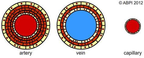 Image result for Vein Cross Section Diagram