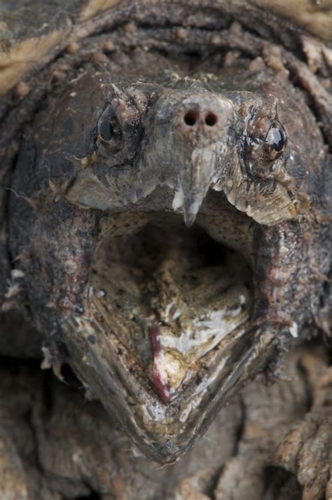 Image result for Snapping Turtle Diet