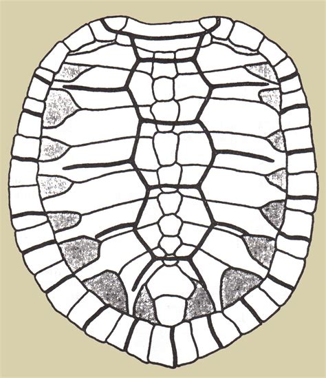 Image result for Turtle Shell Pattern Clip Art