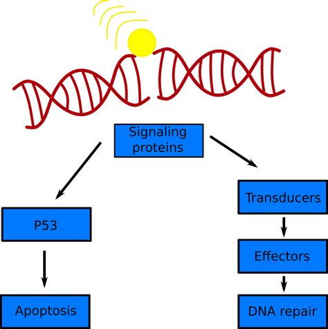 Image result for DNA Repair