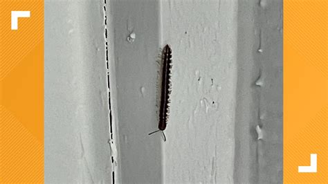 Image result for Bugging for Spring