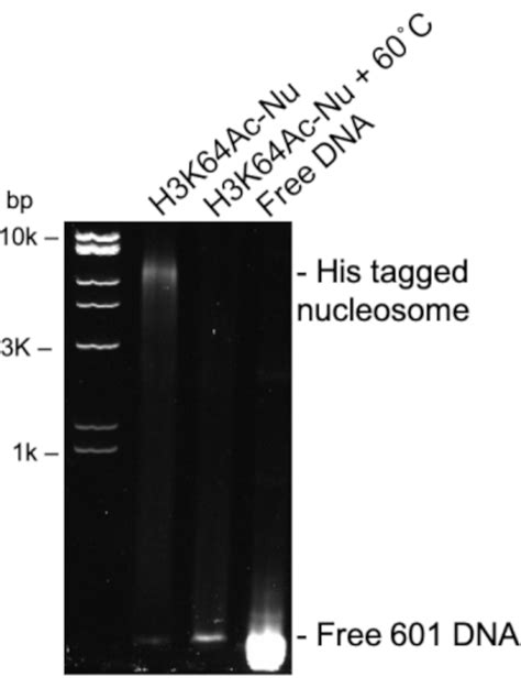 Histone Octamer Unlabed に対する画像結果