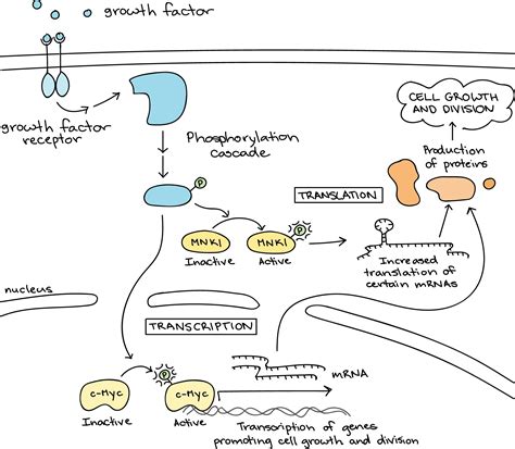 Afbeeldingsresultaten voor Cell Signaling Cascade
