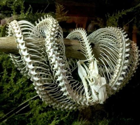 Image result for Python Snake Skeleton