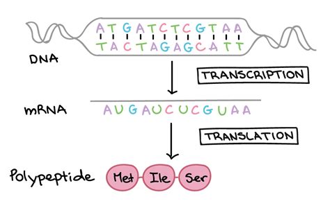 Image result for Transcription and Translation Example