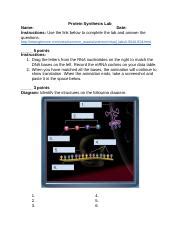 Image result for Protein Making Synthesis Lab Answer Key
