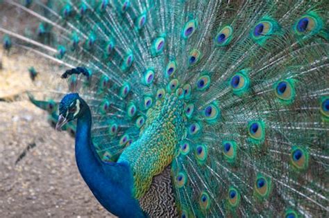 Image result for Peacock Stick Drawing