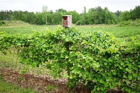 Afbeeldingsresultaten voor Pruning Overgrown Muscadine Vines