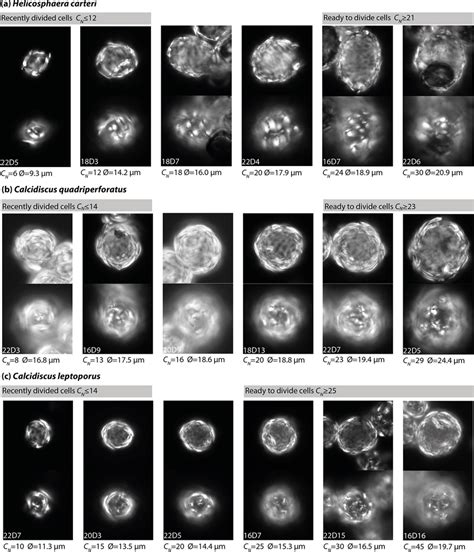 Image result for Geometric Shapes Light Microscopy