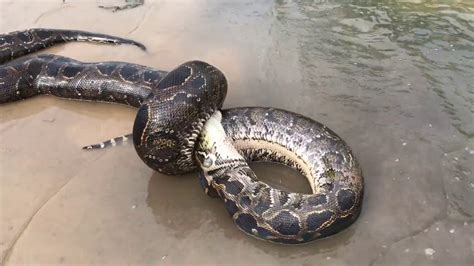 Image result for Giant Python Snake Eating