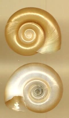 Planorbidae に対する画像結果