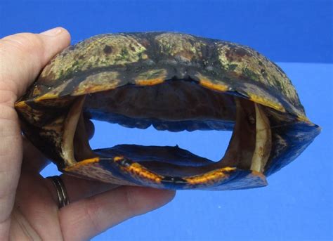 Image result for Pyramiding Red Eared Slider Turtle Shell