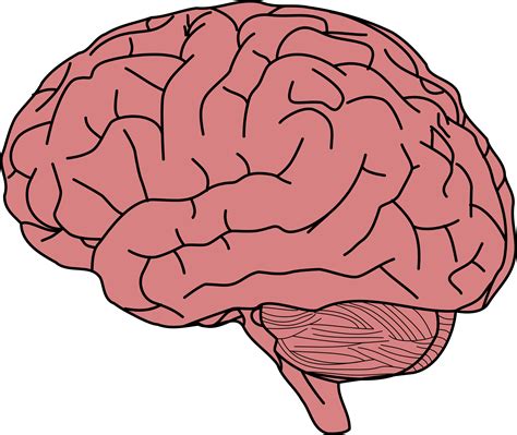 Brain Vector Drawing PNG に対する画像結果