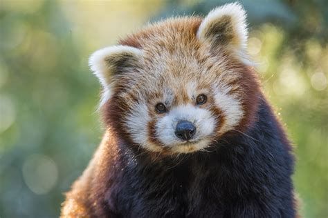 Panda Roux に対する画像結果