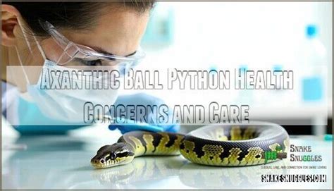 Image result for Aanthic Ball Python