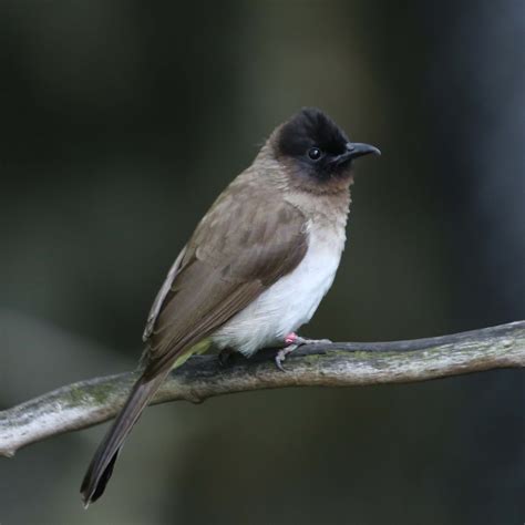 Bulbul Hebrew に対する画像結果