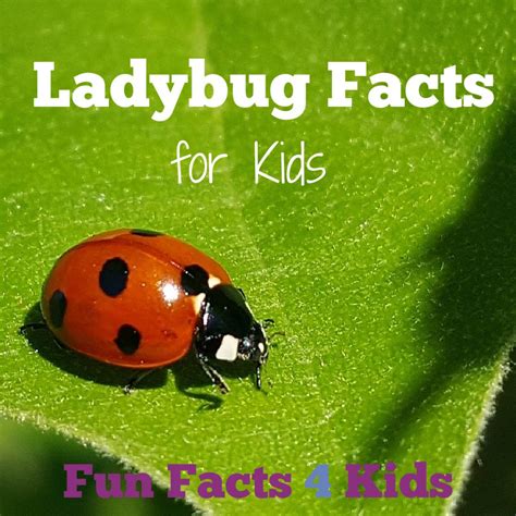 Image result for Ladybug Fun Facts for Kids
