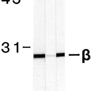 Image result for Antibody Affinity Modification Computer