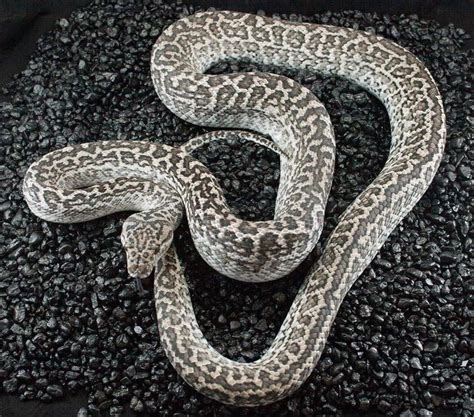 Axanthic Zebra Carpet Python に対する画像結果