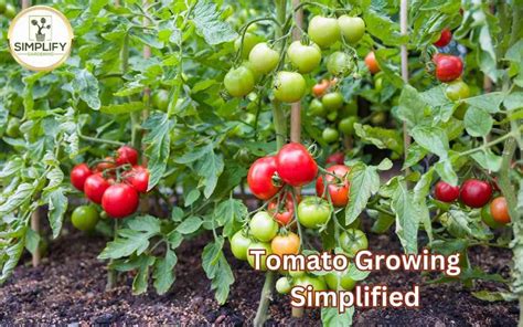 How to Eliminate Cutworms に対する画像結果