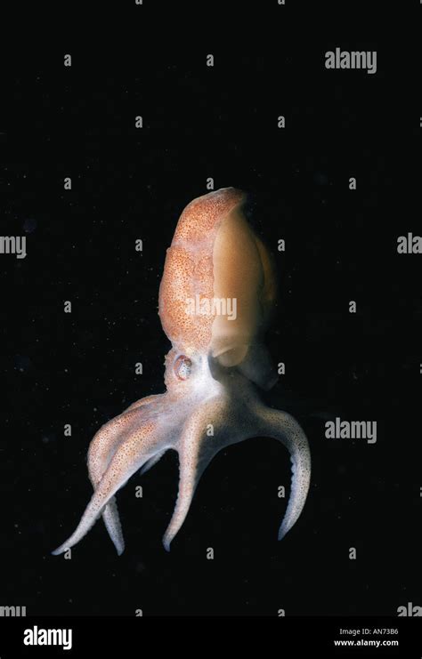 Image result for Octopus Siphon