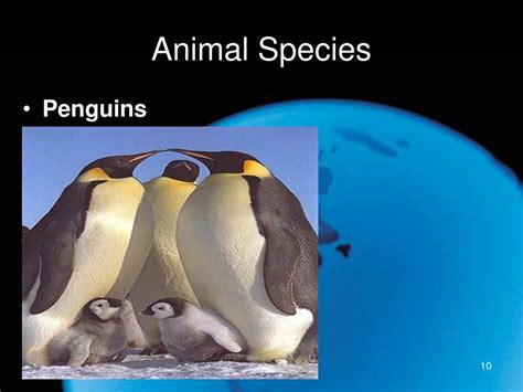 Image result for Polar Ice Biome