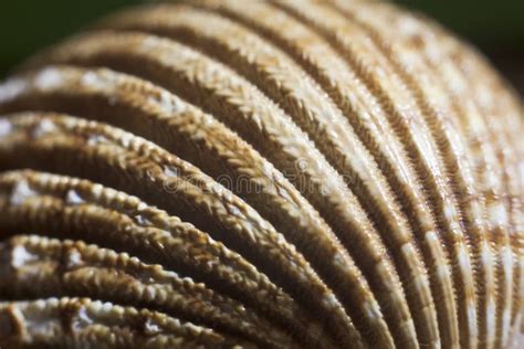 Toradh íomhá ar Conch Shell Texture