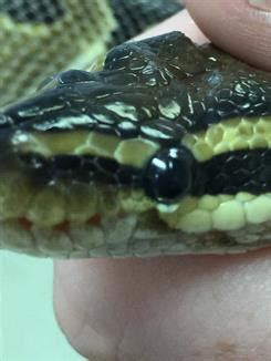 Toradh íomhá ar Ball Python Stuck Eye Cap