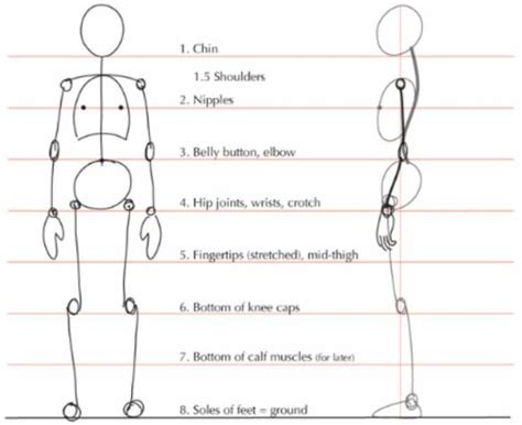Image result for Drawing the Human Body Tutorial