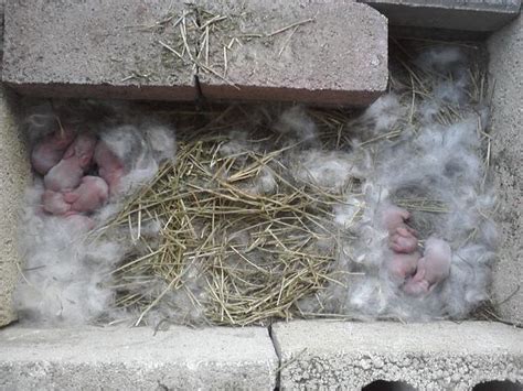 Afbeeldingsresultaten voor How Do Rabbits Nest